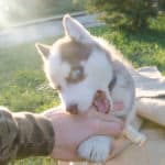 Husky puppy biting owner's hand