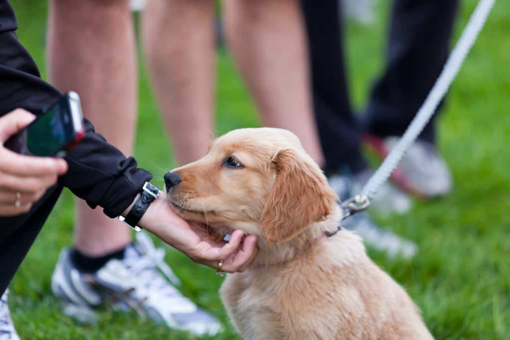 Petting an adorable golden retriever puppy in the park.