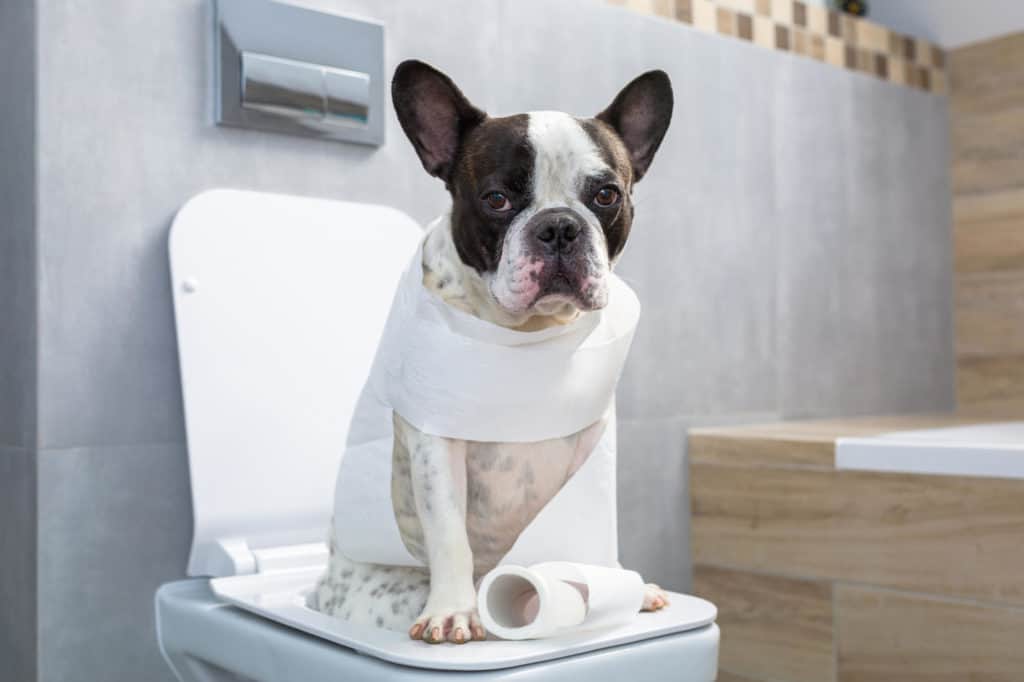 French bulldog sitting on a toilet seat in bathroom with toilet paper wrapped around him