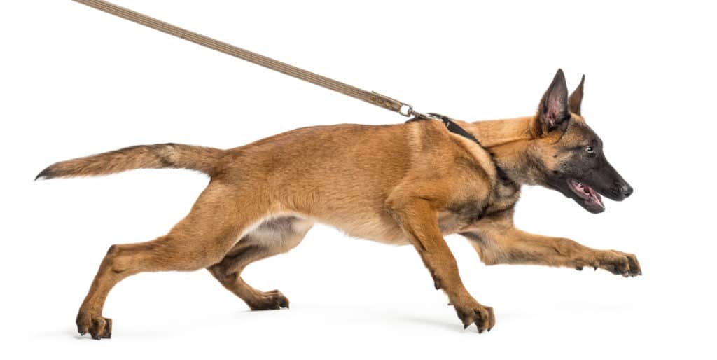 Dog Pulling On a Leash 