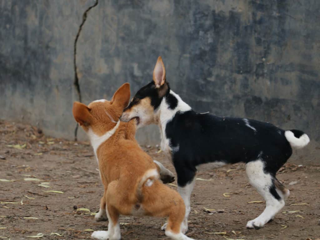 Puppies Fighting