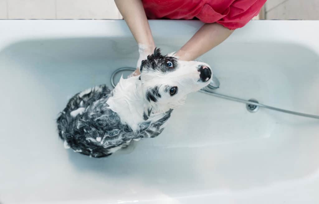 Groomer giving dog a bath