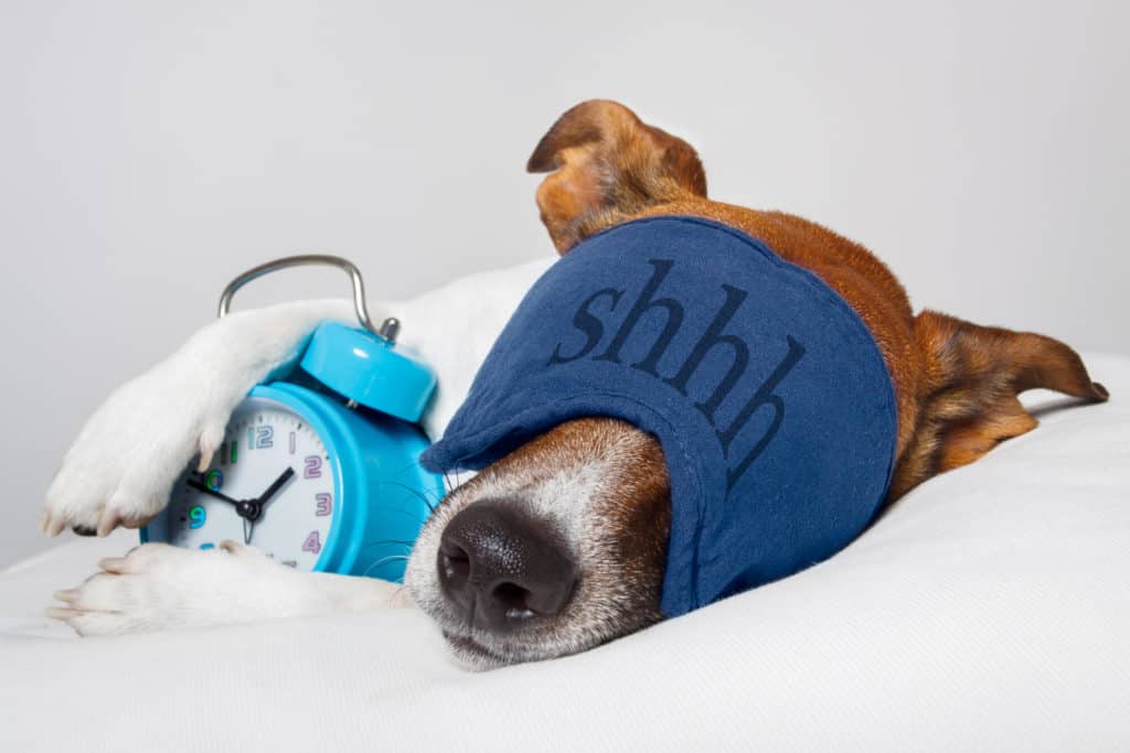 Puppy sleeping with mask and alarm clock