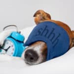 Puppy sleeping with eye mask and alarm clock