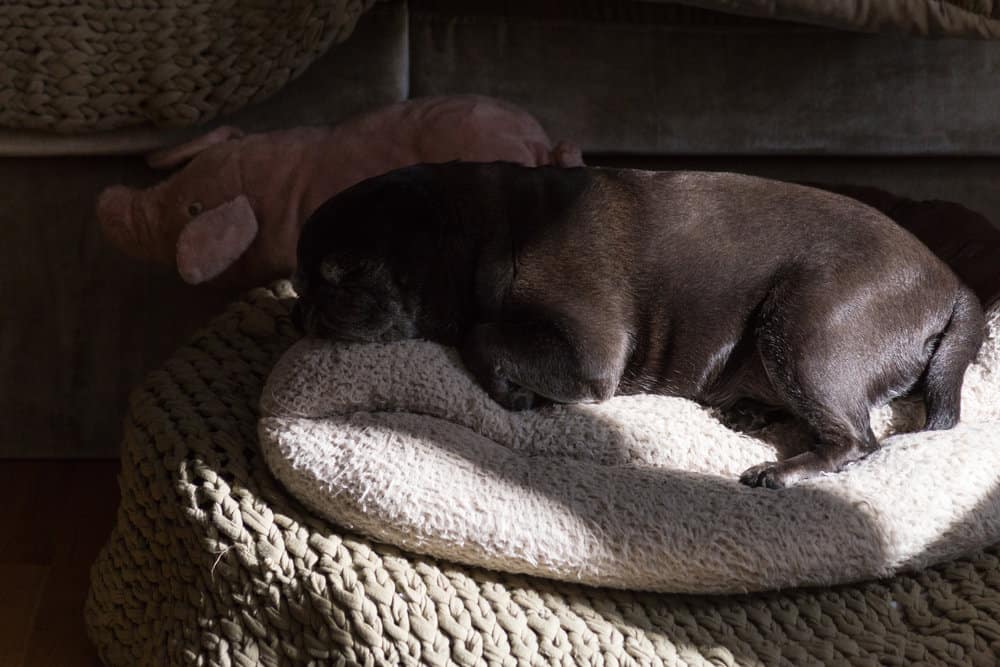 black pug sleeping in the summer sun in the living room on a knitwear blanket