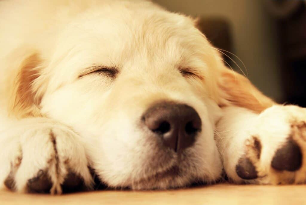 Photo of Sleepy Doggo X 