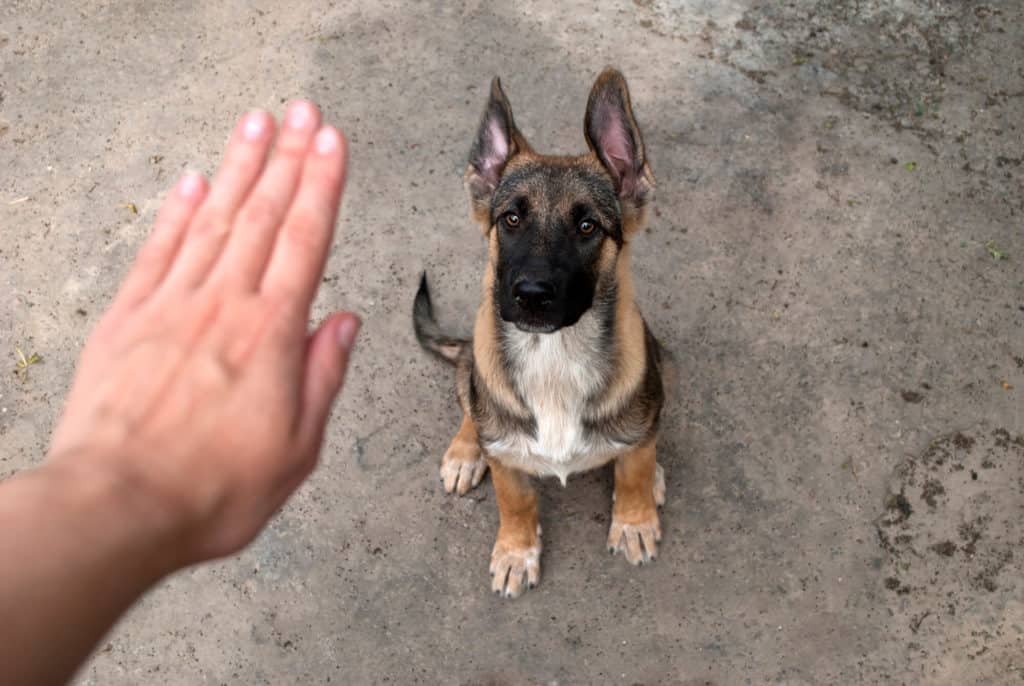 Someone training their puppy. A female hand indicating sit command