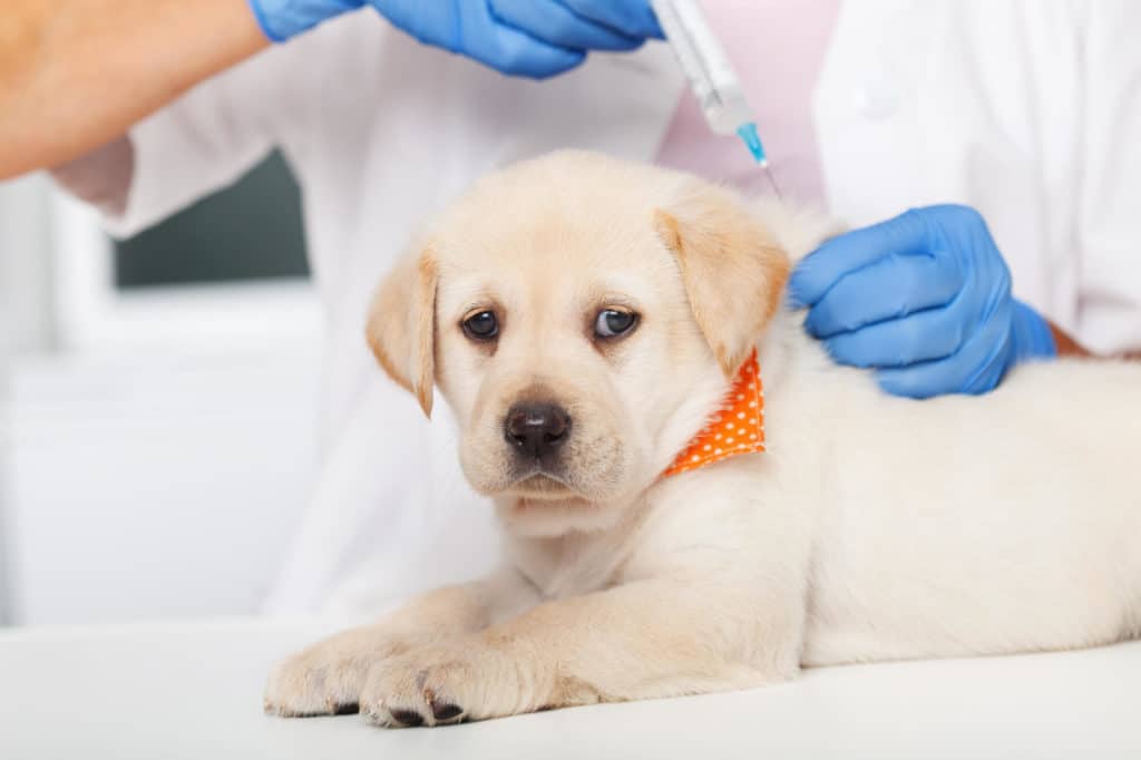 Puppy getting vaccinated