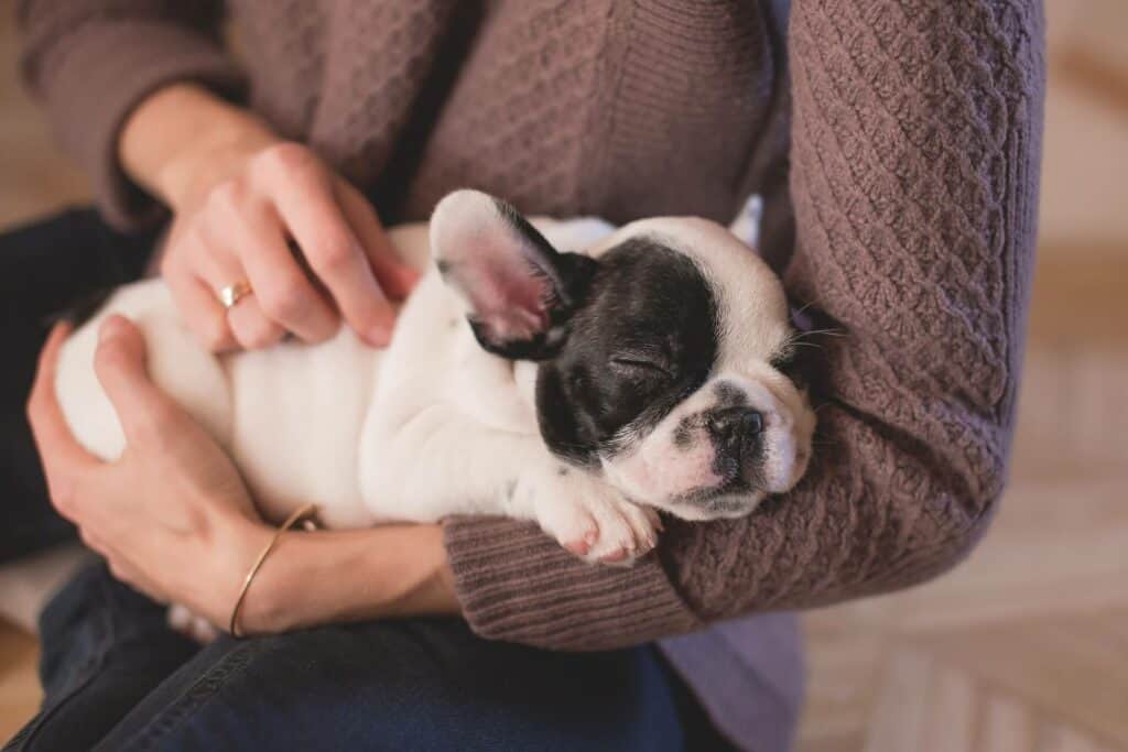 Bulldog sleeping in owner's hands