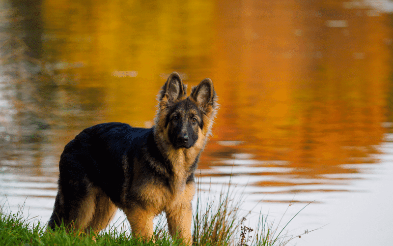 Do German Shepherd Puppies Change Color?