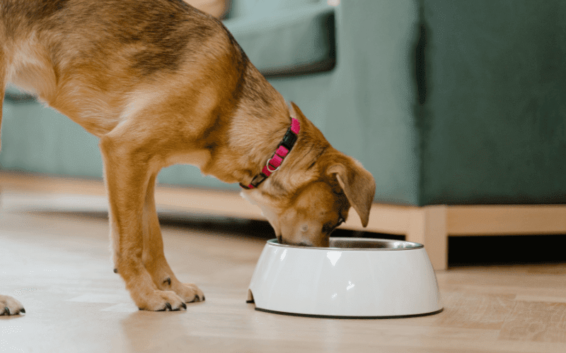 dog eating from his plate