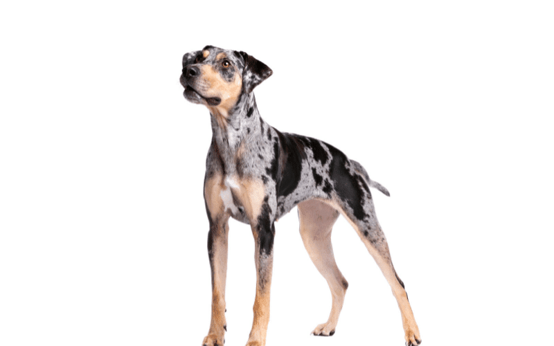 Photo of a standing Catahoula dog 