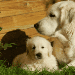 golden retriever dog and mother