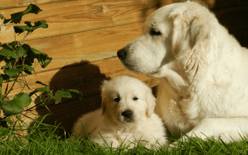 golden retriever dog and mother