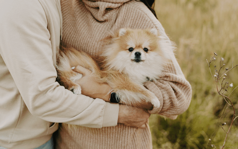 holding a dog