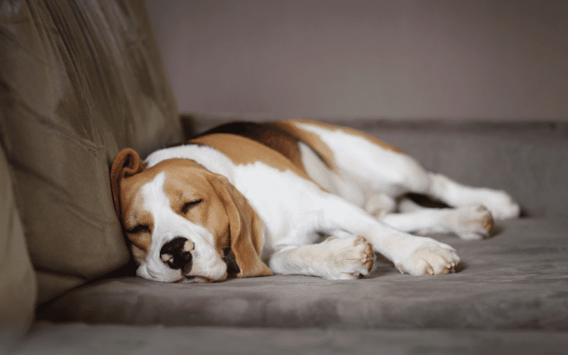 Photo of a sleeping dog