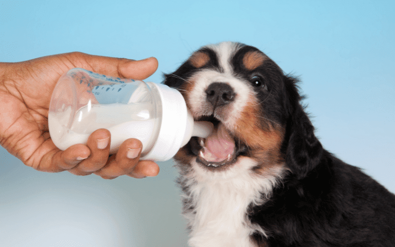 Photo of a dog drinking milk