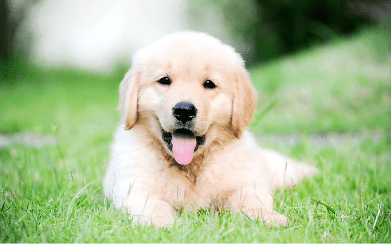 Photo of a golden puppy