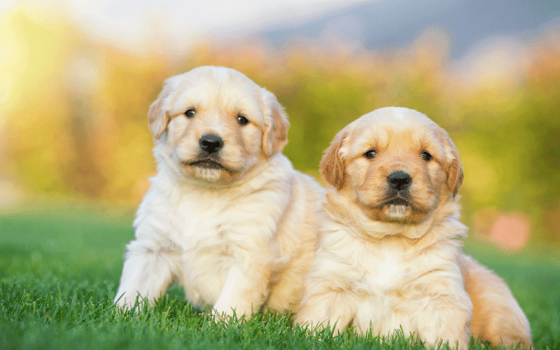 Photo of 2 golden puppies