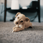 puppy on the carpet