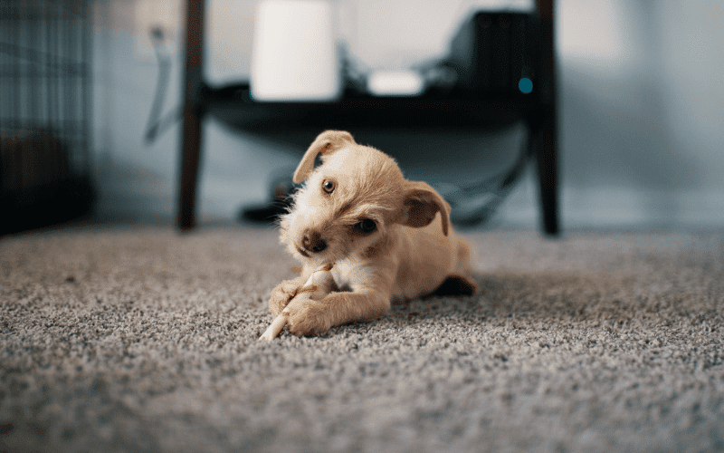 puppy on the carpet