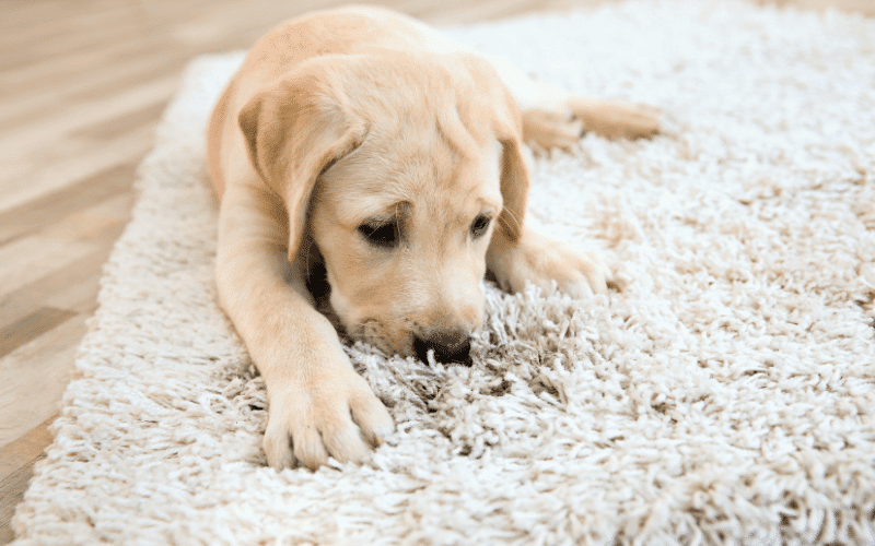 Photo of a puppy smelling carpet