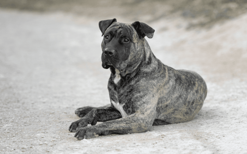 how much do perro de presa canario puppies cost