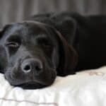 Labrador Retriever Sleeping