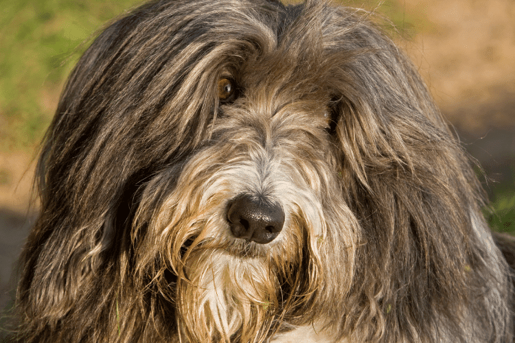 Photo of Bearded Collie Face