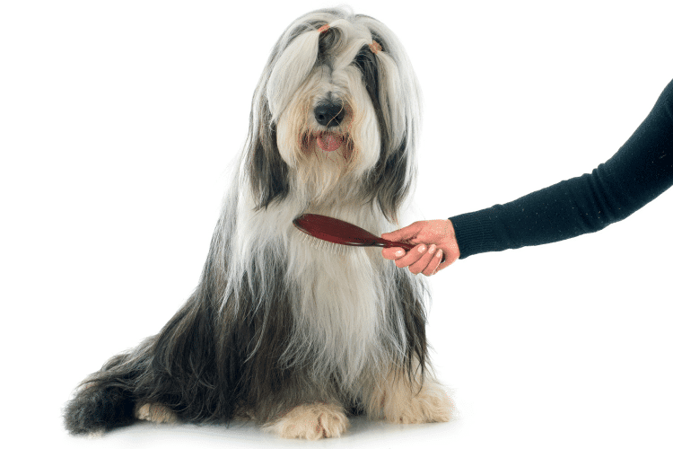Photo of Bearded Collie Grooming