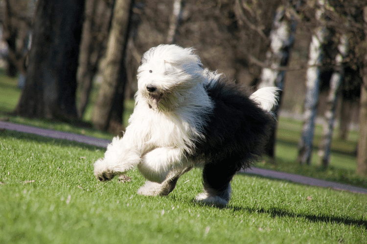 Photo of Old English Sheepdog Running