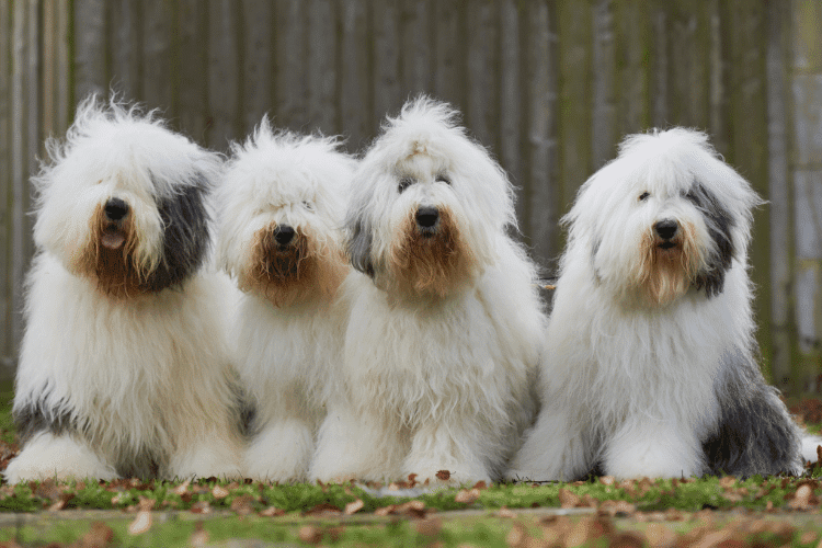 Photo of Old English Sheepdogs