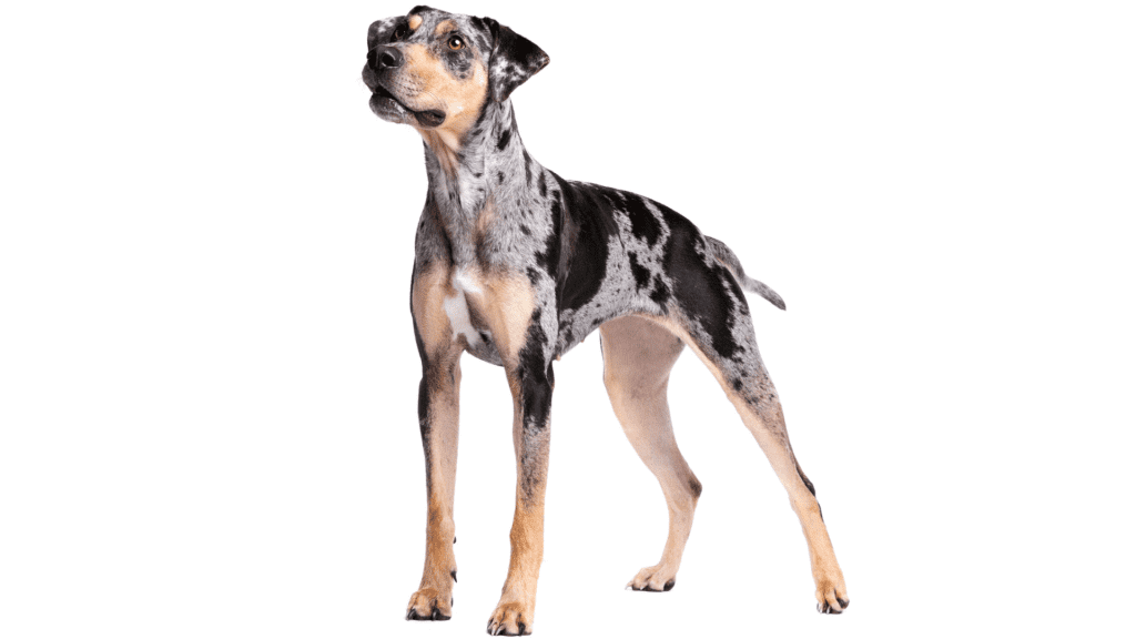 Patchwork Catahoula Dog in front of a white background