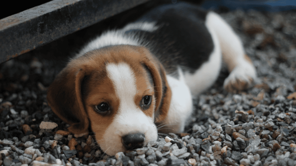 Beagle puppy