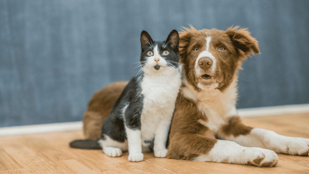 Cat and dog looking at camera