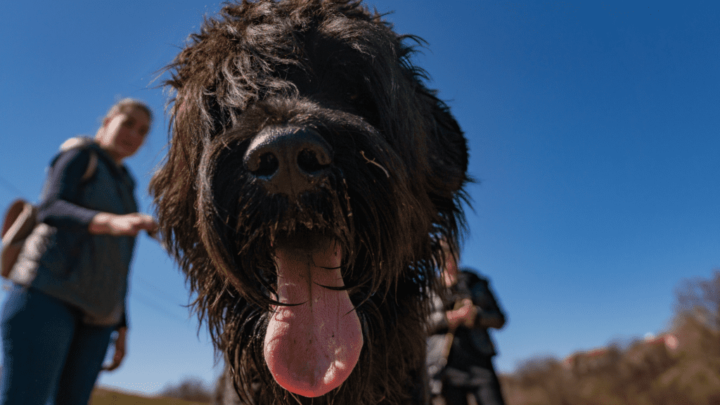 Black Russian Terrier up close to the camera with owners in the background