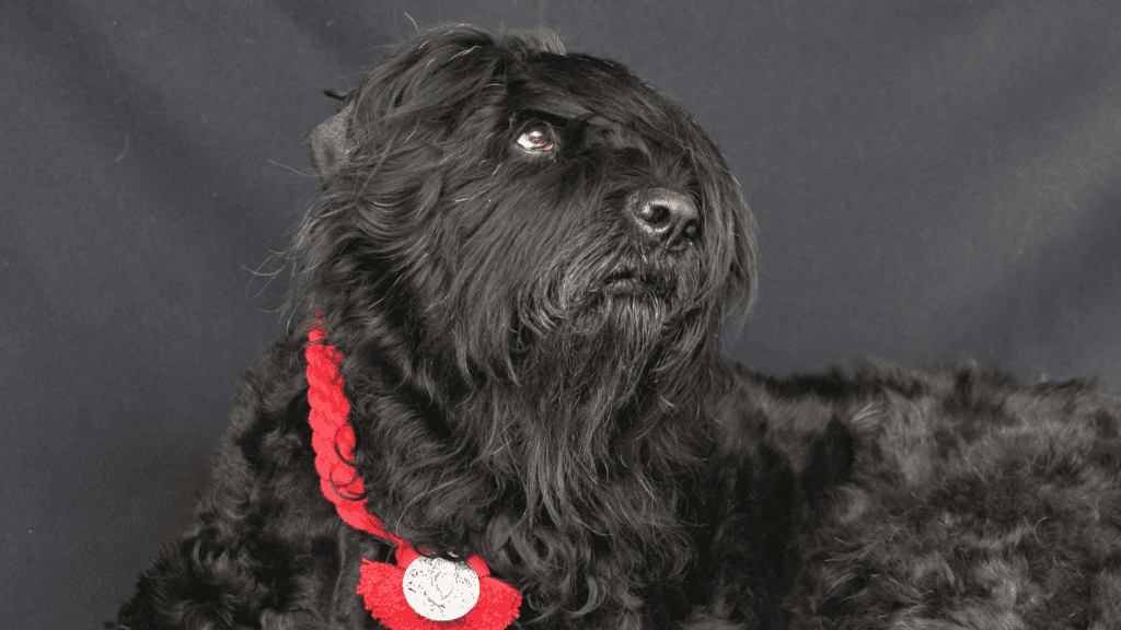 A well groomed Black Russian Terrier
