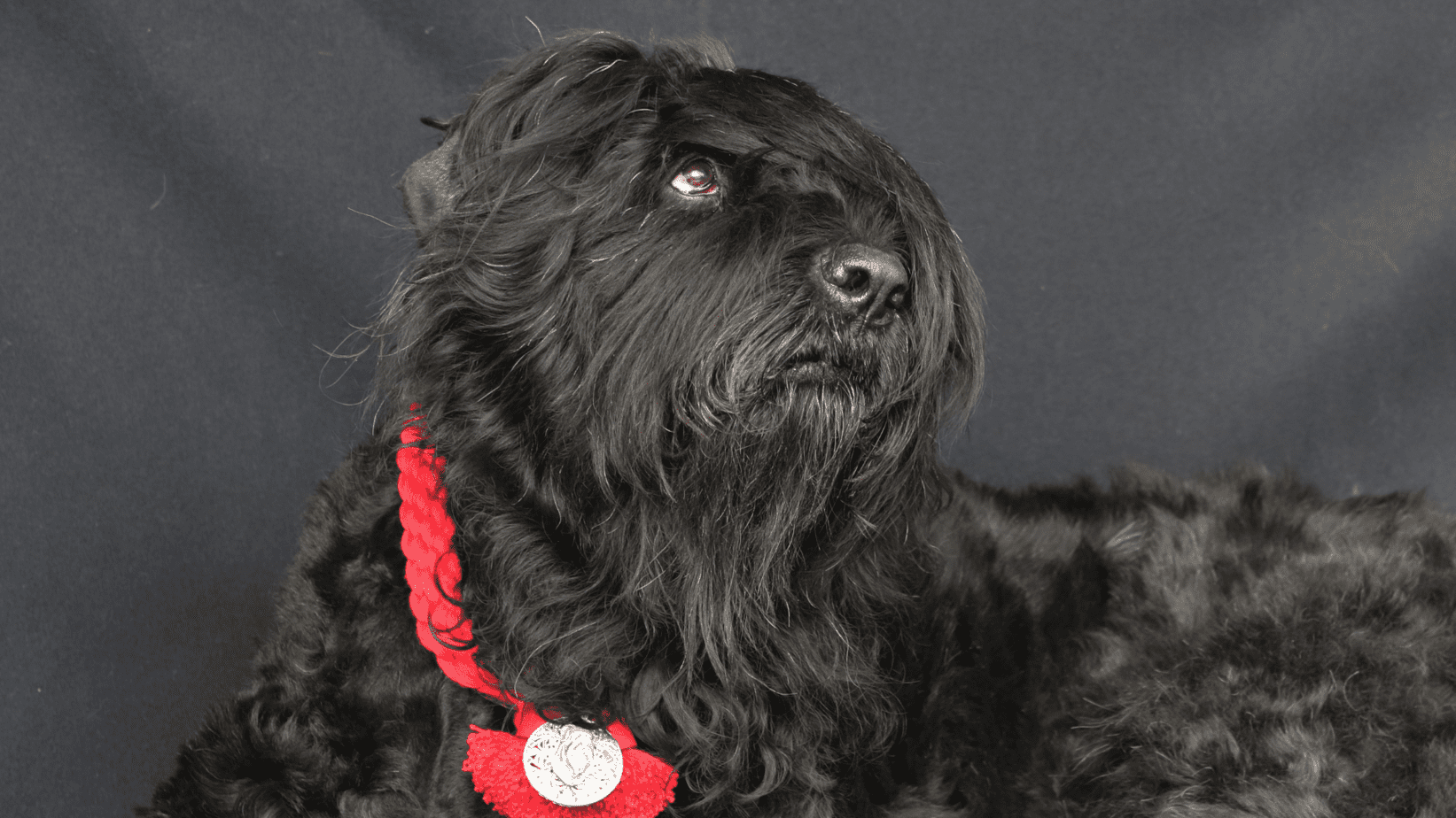 genopfyldning Kontoret udslæt What's the Black Russian Terrier Price?