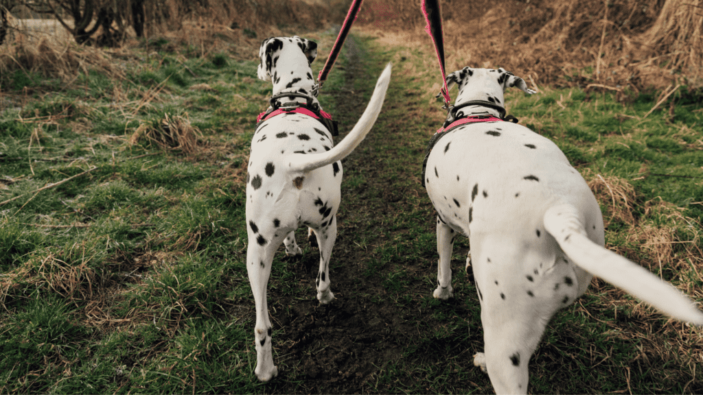 Dalmatian dogs wagging their tails