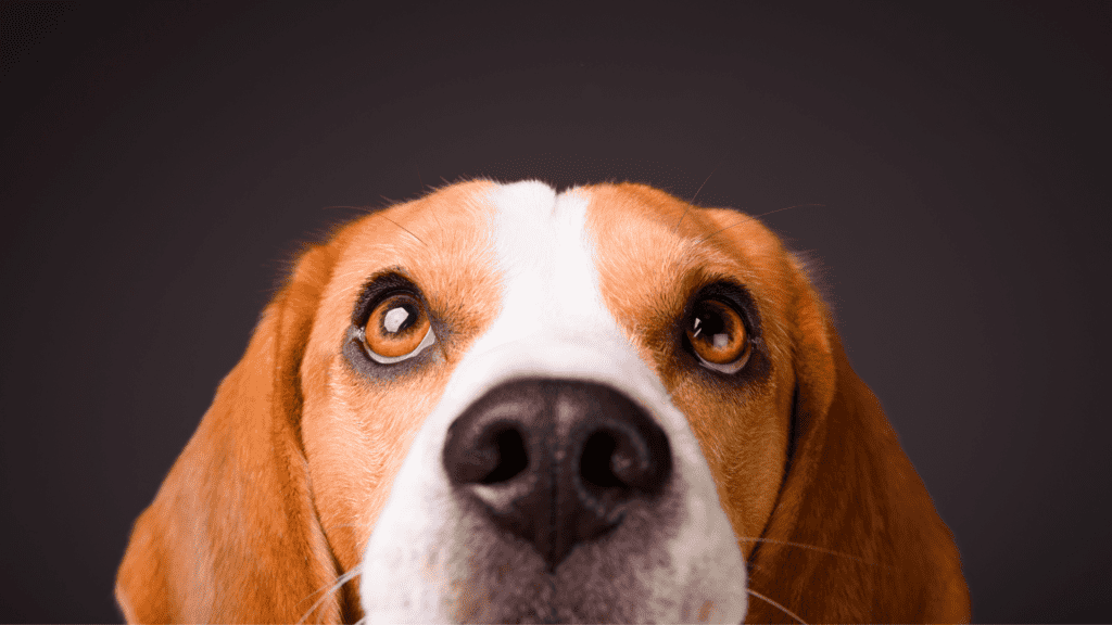 Close up of cute beagle dog
