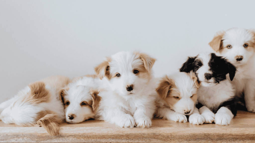 Puppies laying down