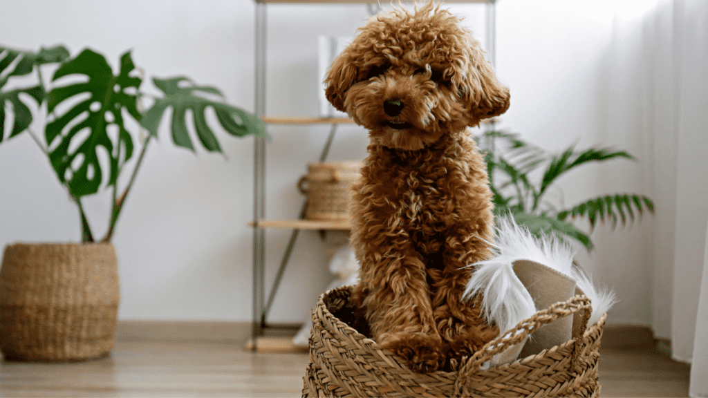 Brown maltipoo poodle at home in a basket