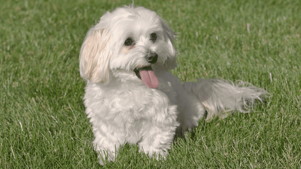 Cream fur Maltipoo poodle