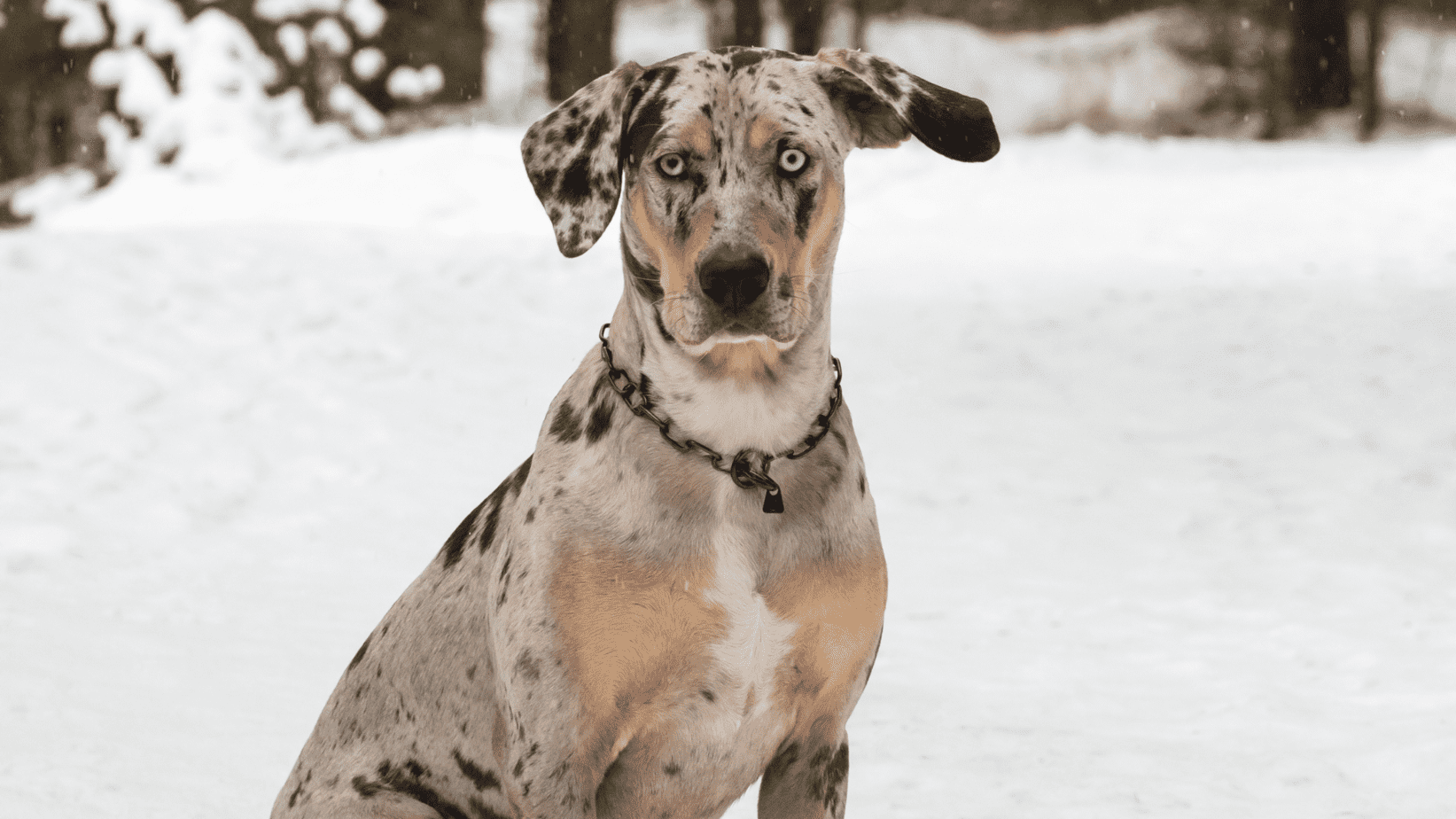 Catahoula Leopard Dog standing in snow