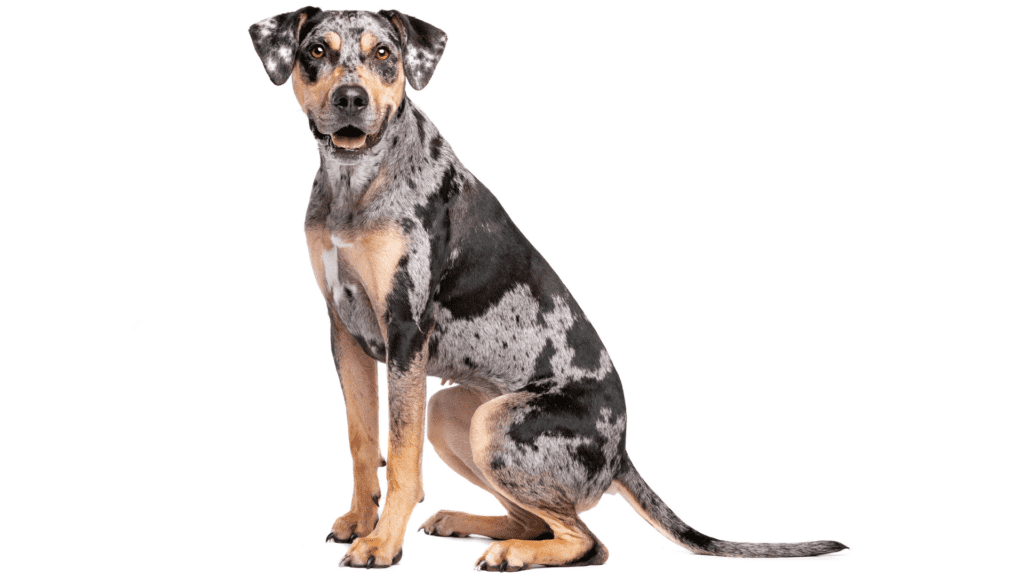 Catahoula Leopard standing in front of a white background