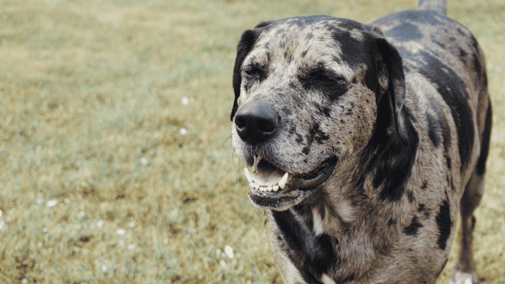 Catahoula Dog