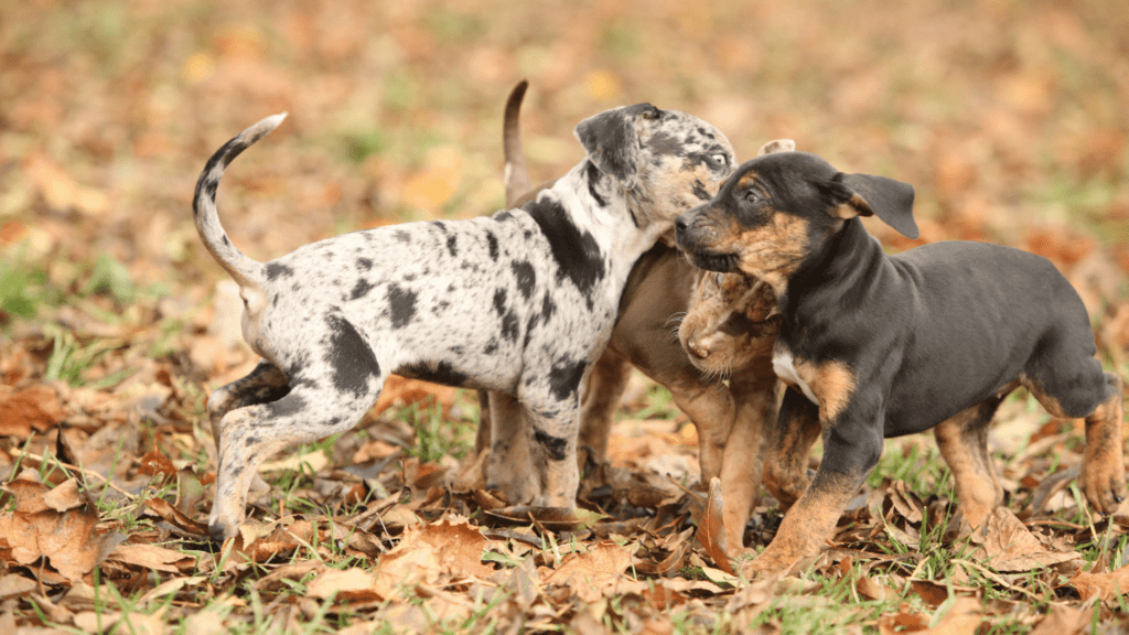Young Catahoula puppies playing