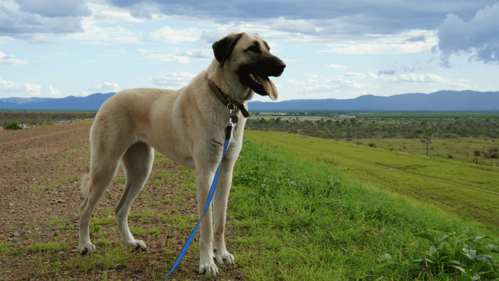 Anatolian Shepherd Dog in a field