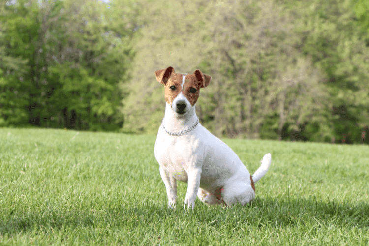 Photo of A Jack Russell Terrier Sitting
