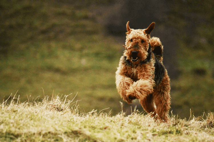Photo of A Airedale Terrier Running